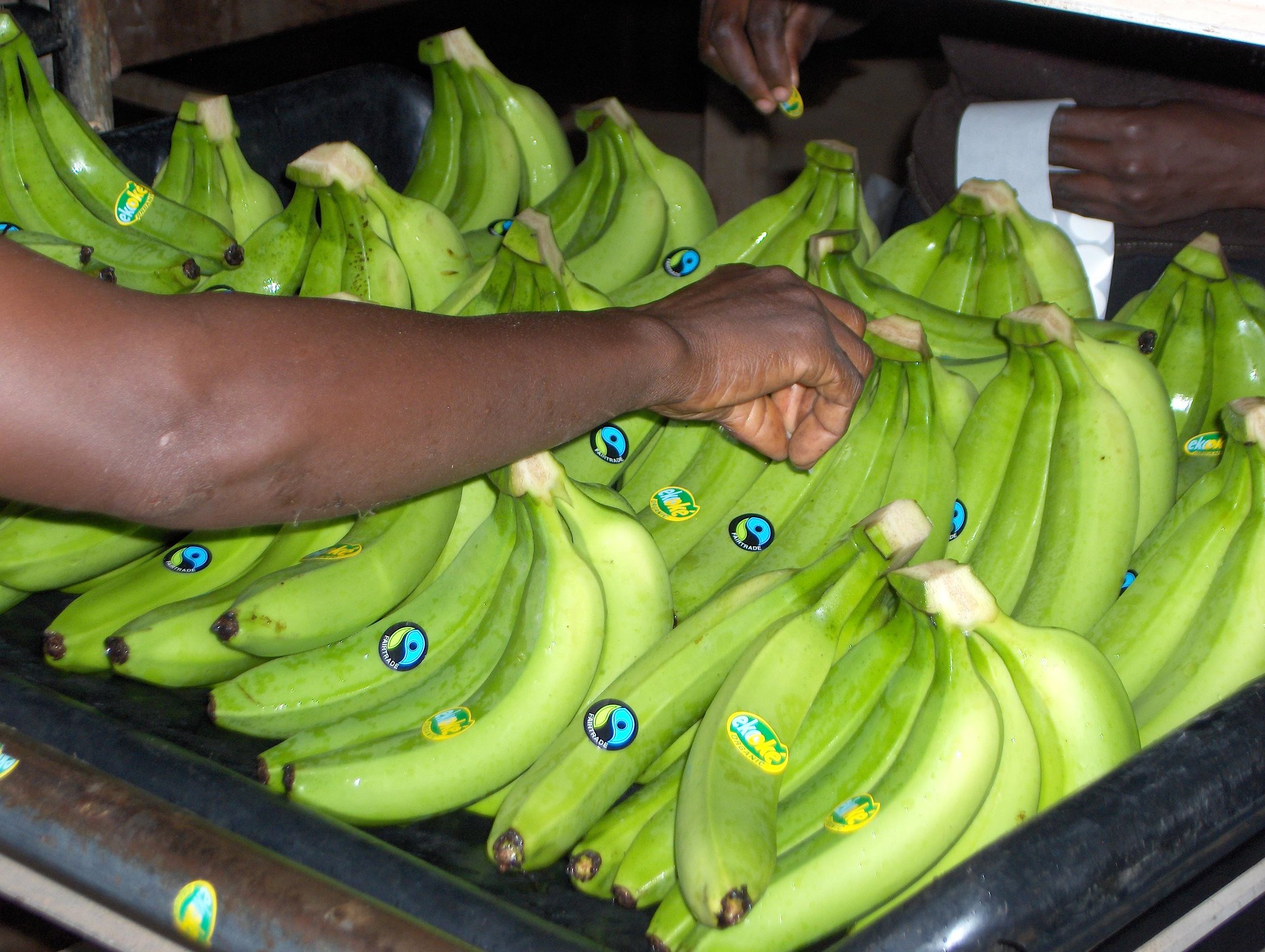 Labelling Fairtrade Bananas from Ghana